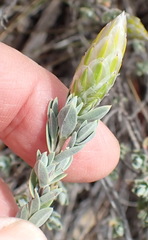 Pteronia membranacea