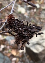 Taphrina robinsoniana