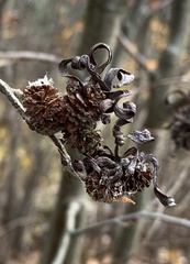Taphrina robinsoniana