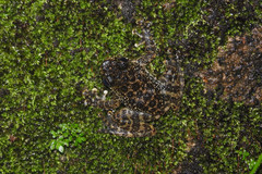 Amolops hongkongensis