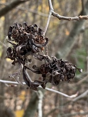 Taphrina robinsoniana