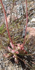 Crassula pubescens