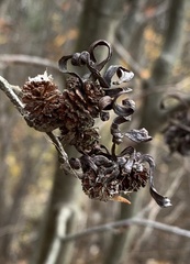 Taphrina robinsoniana