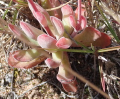 Crassula pubescens