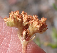 Crassula pubescens