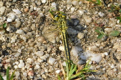 Gomphus pulchellus