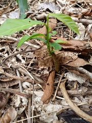 Persea americana