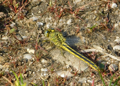 Gomphus pulchellus