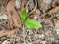 Persea americana