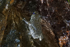 Amolops hongkongensis