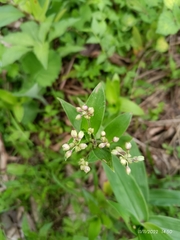 Tripogandra serrulata