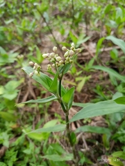 Tripogandra serrulata