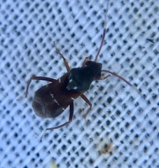 Pilophorus perplexus