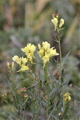 Linaria biebersteinii ruthenica