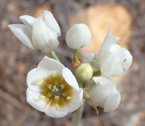 Image of Ornithogalum dubium by (c) Nicola van Berkel, some rights reserved (CC BY-SA)