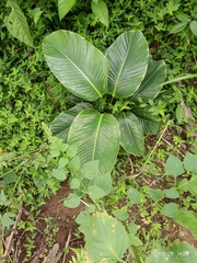 Calathea