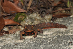 Paramesotriton hongkongensis