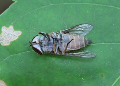 Tabanini