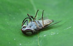 Tabanini
