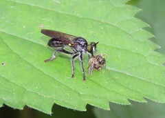 Laphria canis