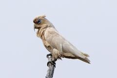 Cacatua pastinator pastinator