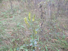 Melilotus suaveolens