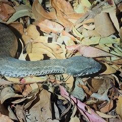 Acanthophis antarcticus