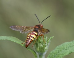 Sphecius