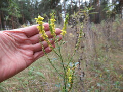 Melilotus suaveolens