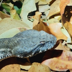 Acanthophis antarcticus
