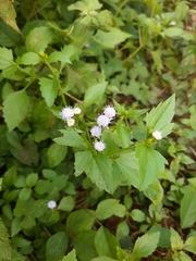 Praxelinae