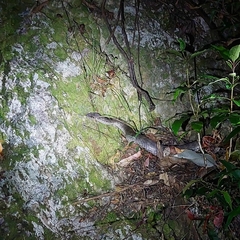 Acanthophis antarcticus