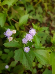 Praxelinae