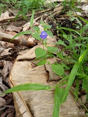 Browallia americana
