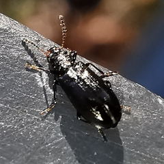 Rabocerus gabrieli