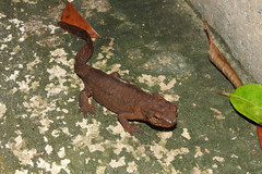 Paramesotriton hongkongensis