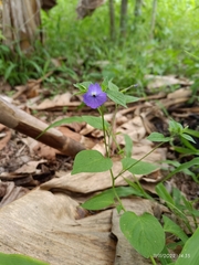 Browallia americana