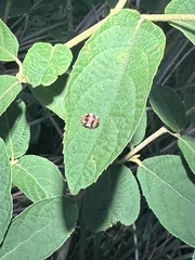 Coccinelloidea