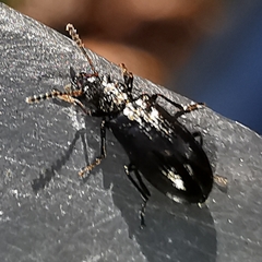 Rabocerus gabrieli