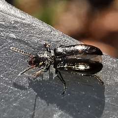 Rabocerus gabrieli