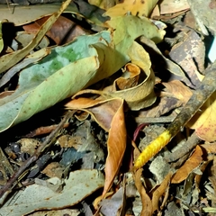 Acanthophis antarcticus