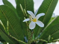Plumeria obtusa