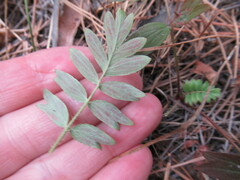 Sibbaldianthe bifurca