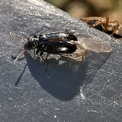Rabocerus gabrieli