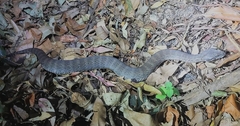 Acanthophis antarcticus
