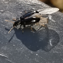 Rabocerus gabrieli