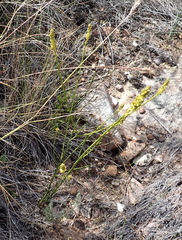 Thesium spicatum