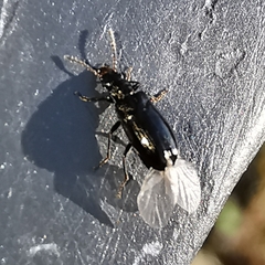 Rabocerus gabrieli