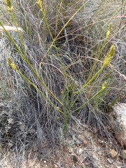 Thesium spicatum
