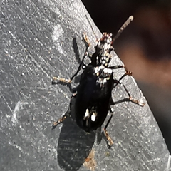 Rabocerus gabrieli